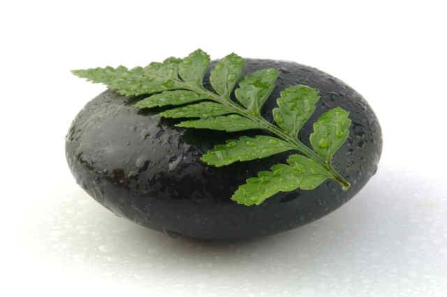 rock with leaf